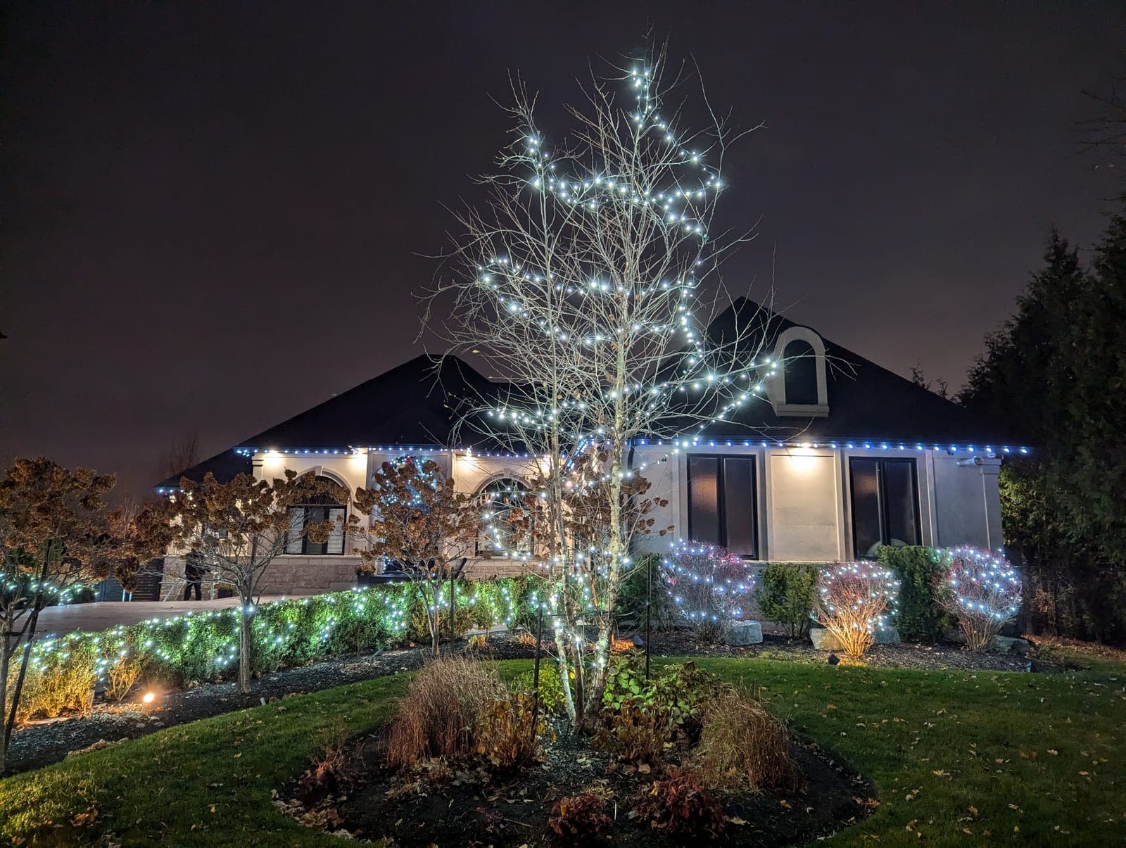 Tall bare tree wrapped in cool-white lights above lit hedges in a front-yard Christmas display
